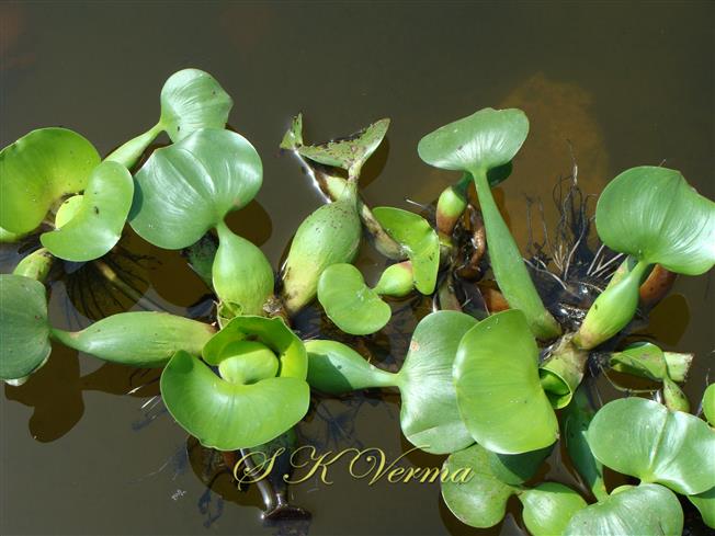   Floating leaves